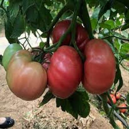 Seminte tomate Gusto Pink F1 (500 seminte)