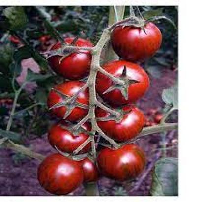Seminte tomate Tiger F1 (100 seminte)