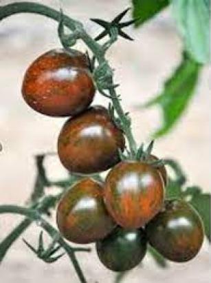 Seminte tomate cherry negre Brown cherry F1 100 sem
