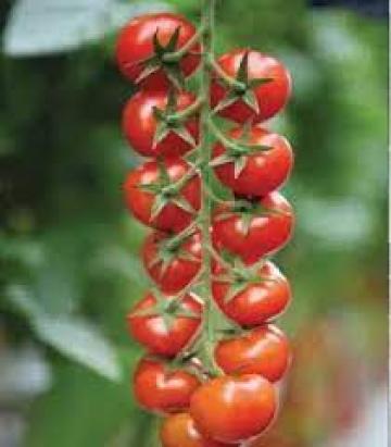Seminte tomate cherry Marghol F1 (100 seminte)