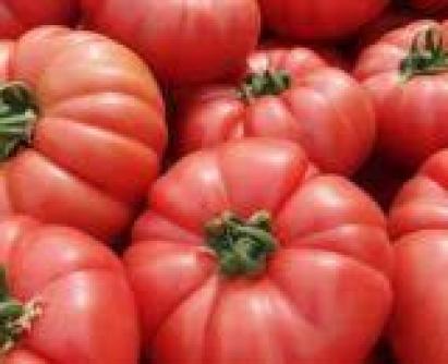 Seminte tomate Maracana F1 (1000 seminte)