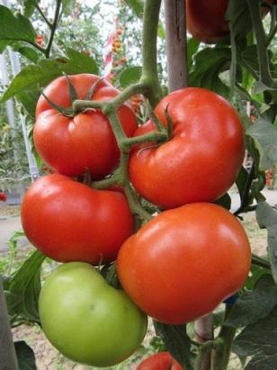 Seminte tomate Kessie F1 500 sem