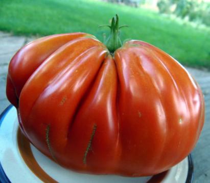 Seminte tomate inima de bou Pera D Abruzzo (100 seminte)