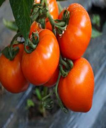 Seminte tomate Zaraza 1000 sem