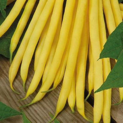 Seminte fasole fideluta galbena Maxidor 500 gr