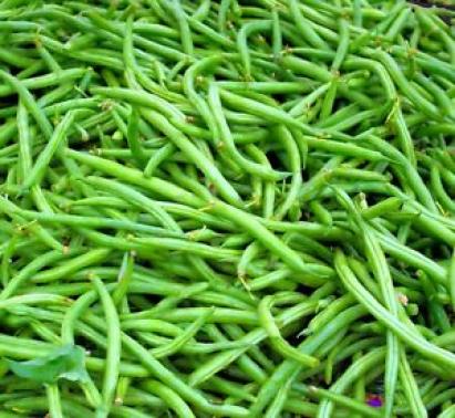Seminte fasole fideluta verde Slenderette / Tonivert, 100 gr