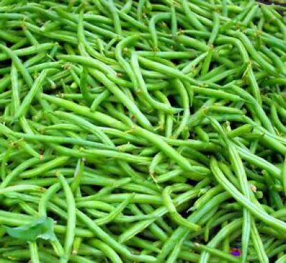 Seminte fasole fideluta verde Slenderette 500 gr