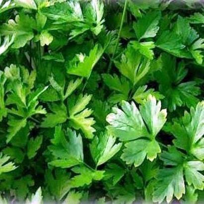 Seminte patrunjel frunza Gigante de Italia 500 gr