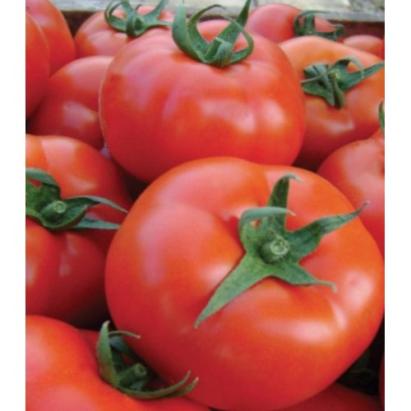 Seminte tomate MCSU 07 (Sahmat) F1 (500 seminte)