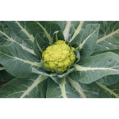 Seminte conopida verde Trevi F1 (2500 seminte)