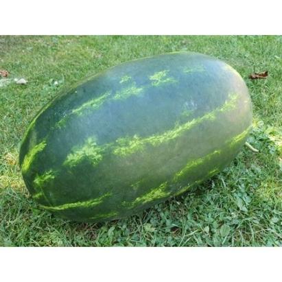 Seminte pepene verde Cesarea F1 (1000 seminte)