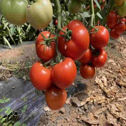 Seminte tomate Canova F1 (250 seminte)