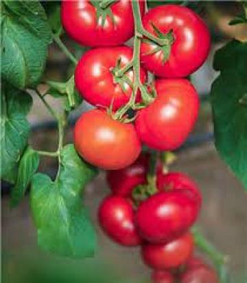 Seminte tomate Clarosa F1 (1000 seminte)