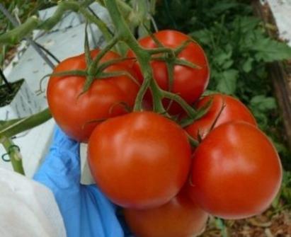 Seminte tomate Loara F1 (250 seminte)