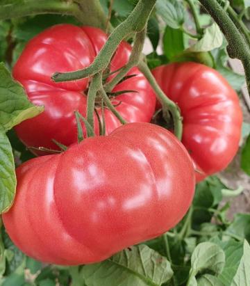 Seminte tomate Buffalopink F1 250 sem