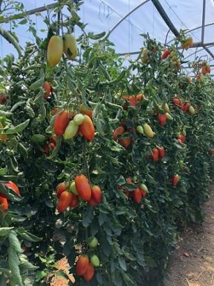 Seminte tomate prunisoara Mirely F1 250 sem