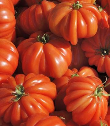 Seminte tomate inima de Albenga Corazon F1 (250 seminte)