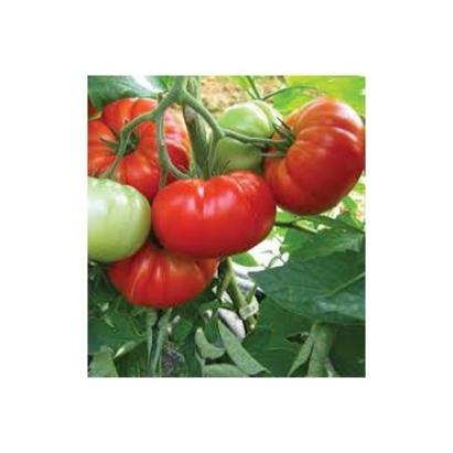 Seminte tomate Buffalosteak F1 (250 seminte)