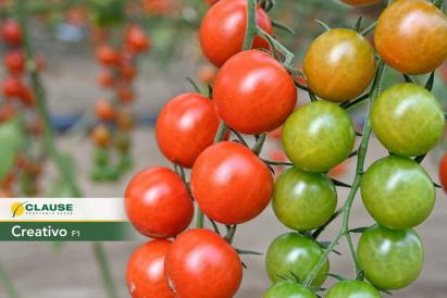 Seminte tomate cherry Creativo F1 (1000 seminte)