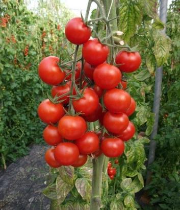 Seminte tomate cherry Genio F1 (1000 seminte)