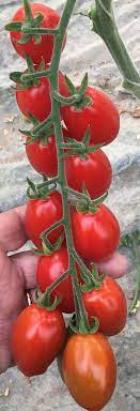 Seminte tomate Mojitos F1 (1000 seminte)