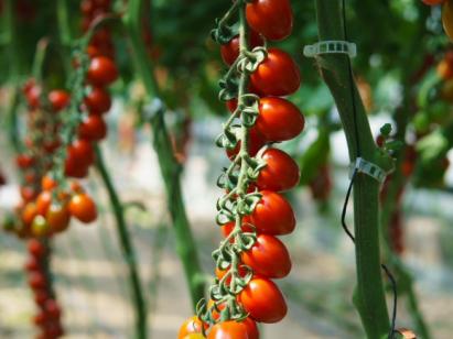 Seminte tomate Lipso F1 (1000 seminte)