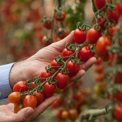 Seminte tomate cherry Dolcetini F1 (1000 seminte)