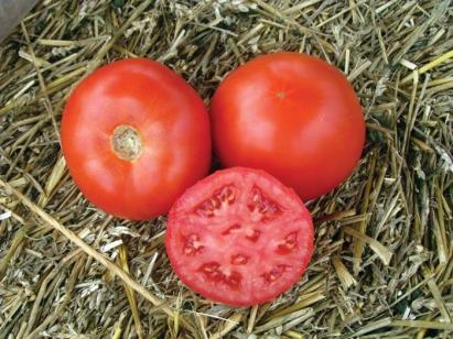 Seminte tomate Red Morning F1 (250 seminte)