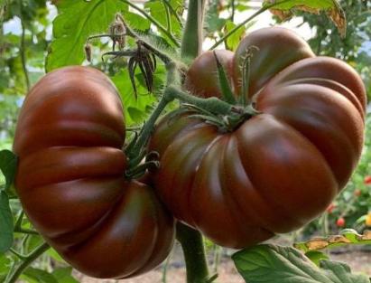 Seminte tomate negre Cappuccino F1 (100 seminte)