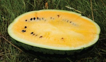 Seminte pepene verde Honney F1 (100 seminte)