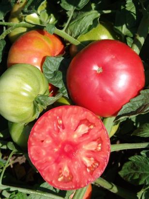 Seminte tomate roz Angelina (50 seminte)