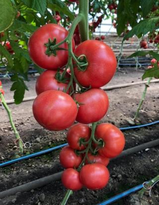 Seminte tomate Manusa F1 100 sem