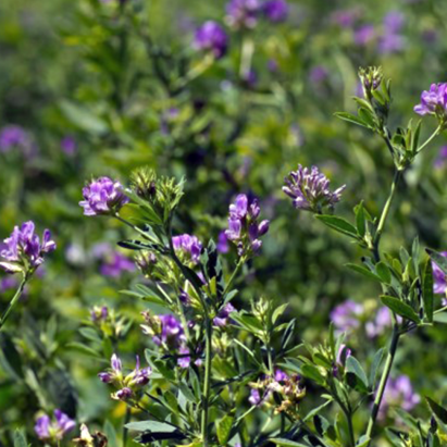 Seminte lucerna Valahia C1 drajata- Fitostart 10 kg