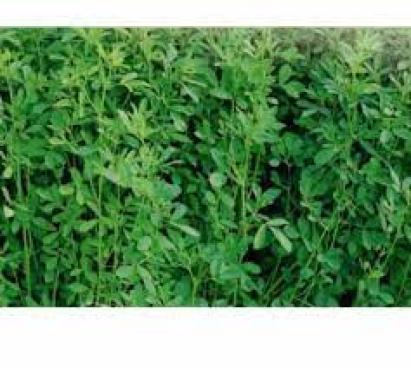Seminte lucerna Pomposa DLF 25 kg