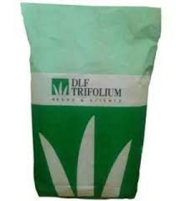 Seminte plante furajere golomat  DLF 15 kg