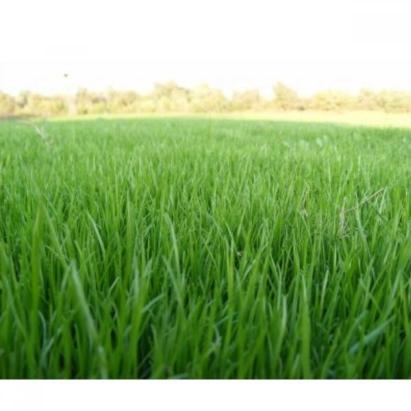 Seminte plante furajere Lolium perenne furajer DLF 20 kg
