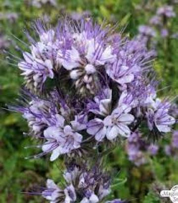 Seminte plante furajere Phacelia Balo/Stala DLF 1 kg