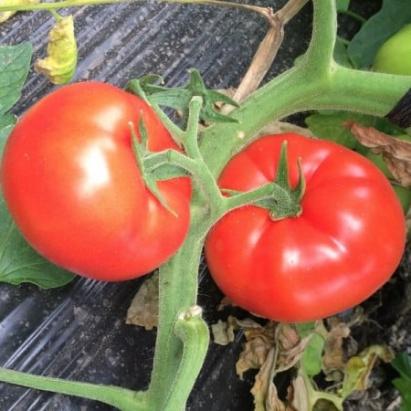 Seminte tomate Eterei F1 (500 seminte)