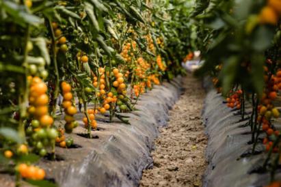 Seminte tomate Orangewest F1 (100 seminte)
