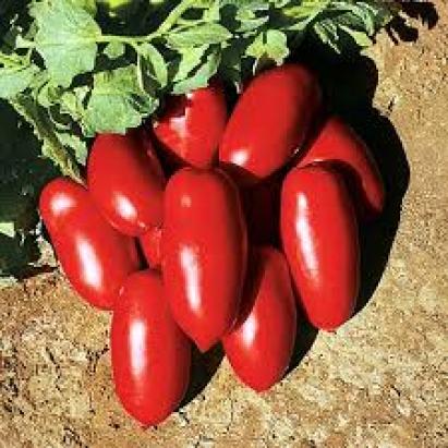 Seminte tomate Incas F1 (1000 seminte)