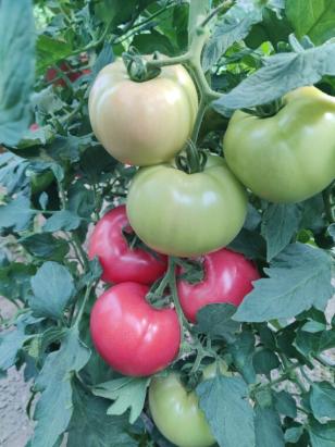 Seminte tomate roz Honey Lili F1 (250 seminte)