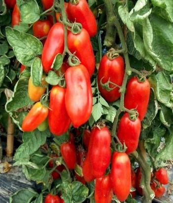 Seminte tomate Giulietta F1 (250 seminte)