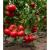 Seminte tomate Rosamei F1 (250 seminte)