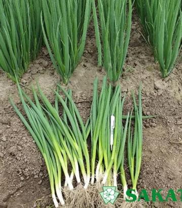 Seminte ceapa verde Yoda F1 50 gr