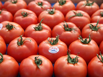 Seminte tomate Elpida F1 (500 seminte)