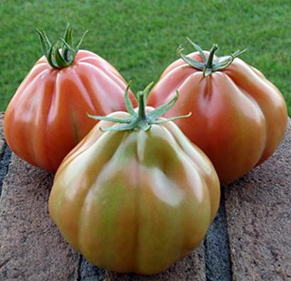 Seminte tomate Liguria F1 (500 seminte)