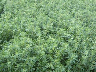 Seminte lucerna Madalina baza 10 kg