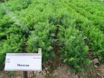 Seminte marar Moravan 500 GR