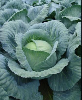 Seminte Varza F1 Marloo F1 (10 000 seminte)