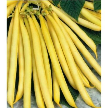 Seminte fasole fideluta galbena Sonesta 1 kg